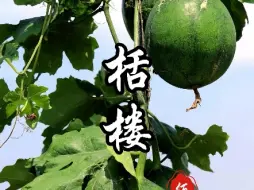 Download Video: 从根部认识植物，你能认出几种？