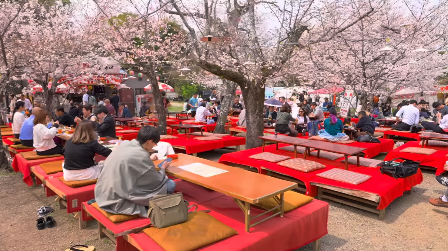 【4K超清】4月春季樱花季节漫步游日本京都 圆山公园 日本花园 拍摄日期:2024.4.4哔哩哔哩bilibili