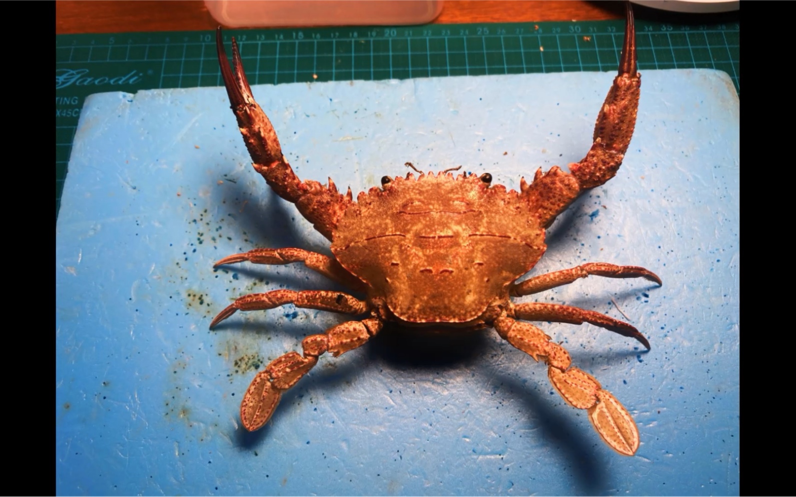 善泳蟳制作全过程