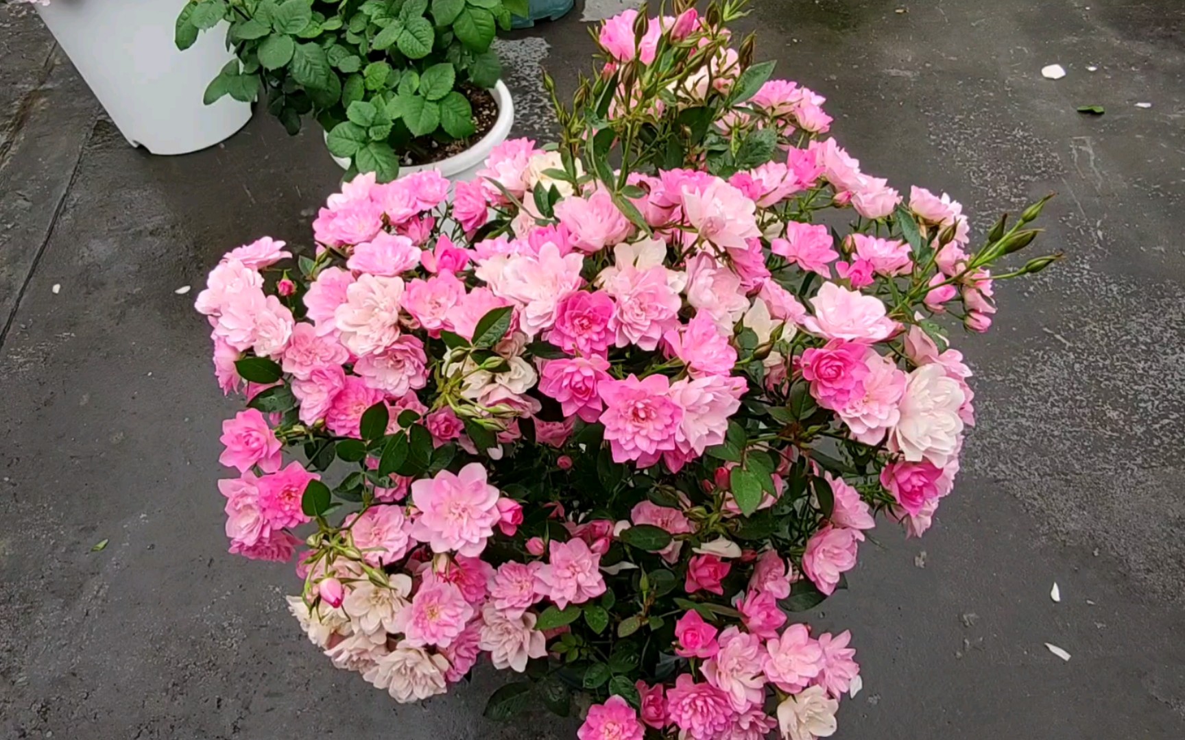 精致小花型的首选——天荷繁星月季