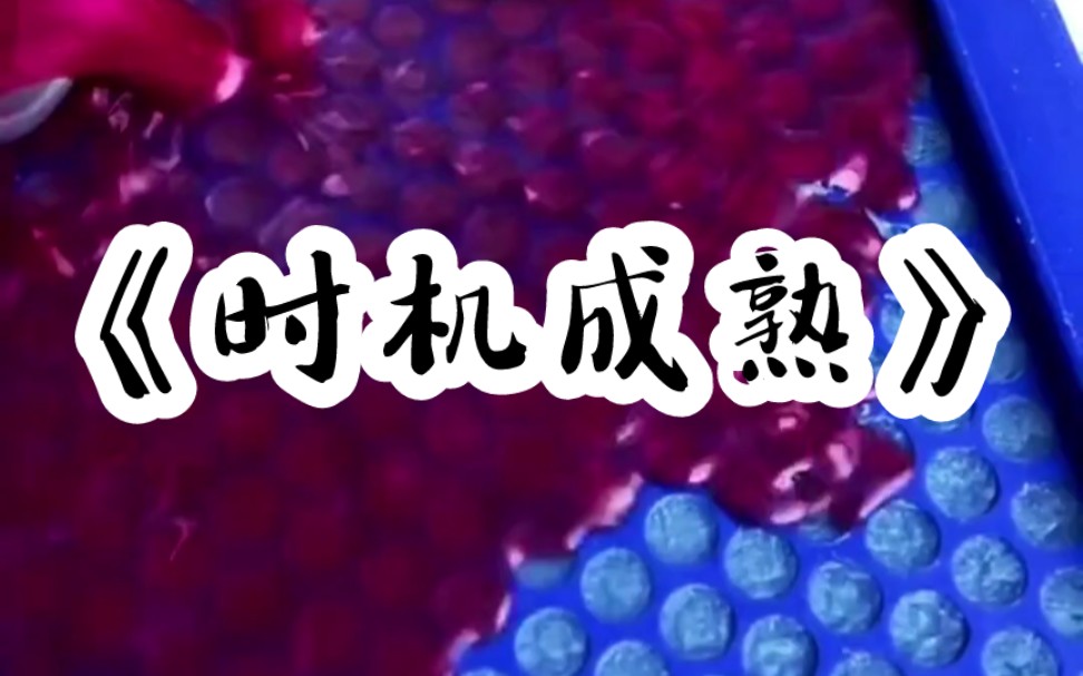 《时机成熟-1》龙吃私子,我一出生就要被他给吃了.