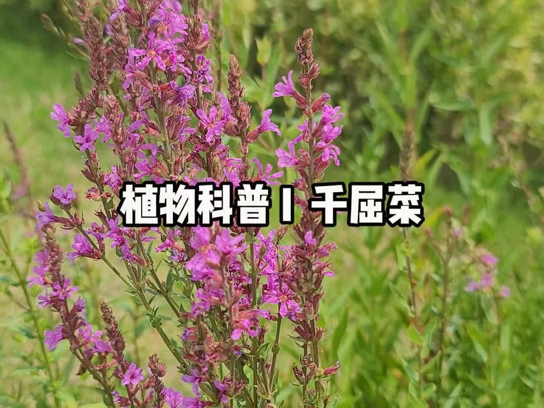 植物科普 I 千屈菜哔哩哔哩bilibili