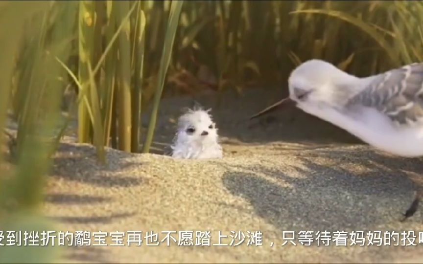 攫鸟的成长哔哩哔哩bilibili