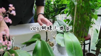 Download Video: 阳台花园vlog|给花市捡的蝴蝶兰换盆