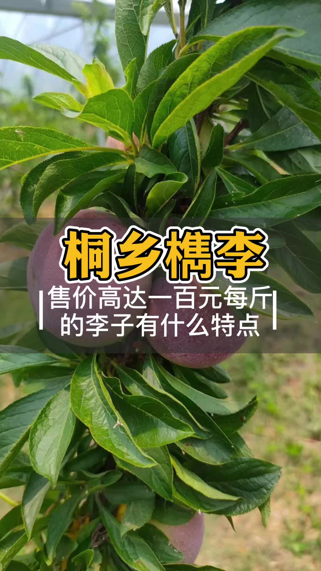 桐乡槜李树苗品种介绍成熟期种植基地管理檇李哪里有卖醉李价格哔哩哔哩bilibili