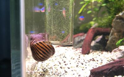 新入缸的金线熊猫鳅斑马螺和洋葱螺