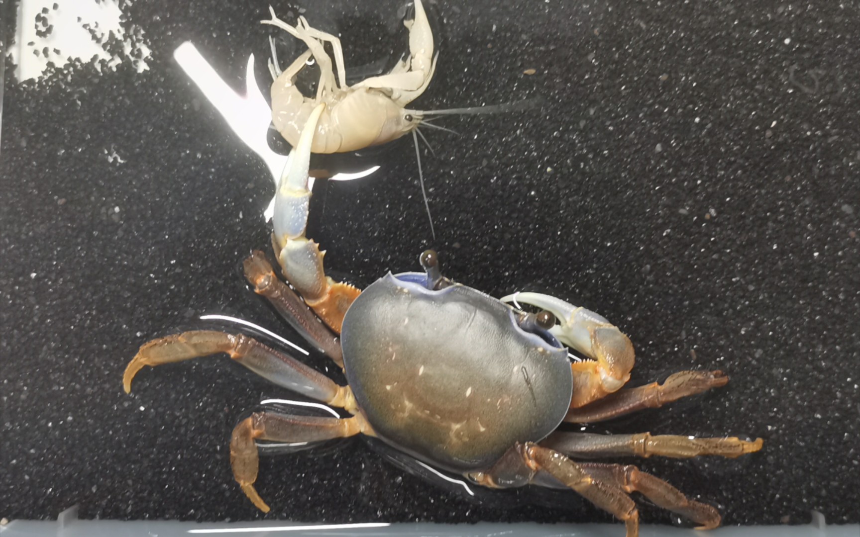 武装圆轴蟹吃人工克氏