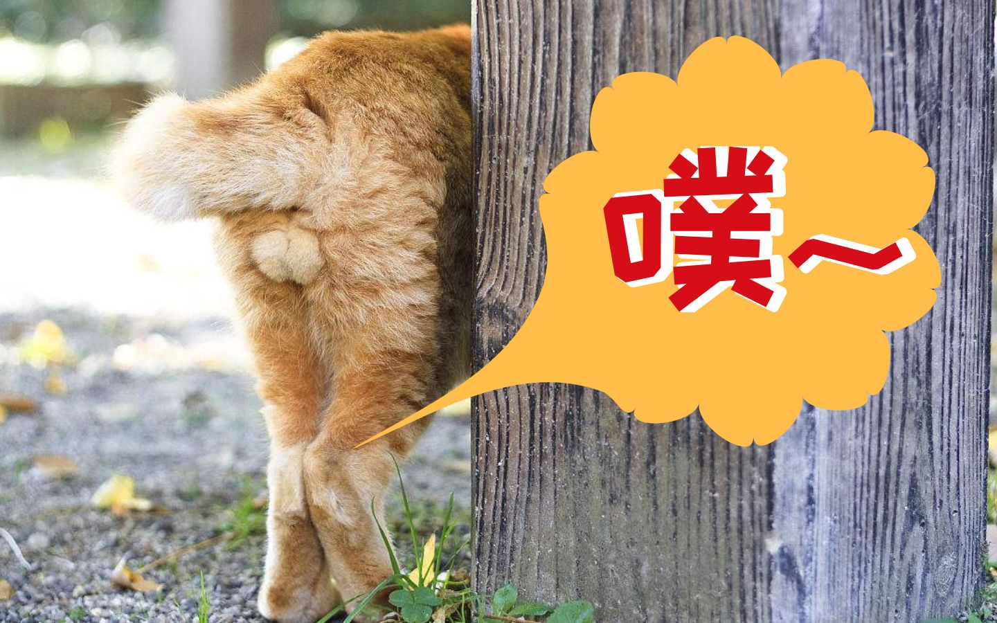 鱼会放屁吗?动物也会放屁吗?