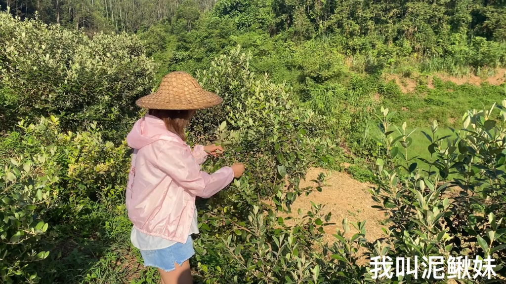 泥鳅妹上山摘了满满两筐捻子 明天晒干后泡捻果酒 给老公补补哔哩哔哩bilibili