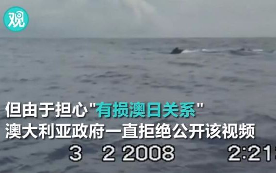 近10年过去了 这段日本血腥捕鲸视频终于曝光哔哩哔哩bilibili