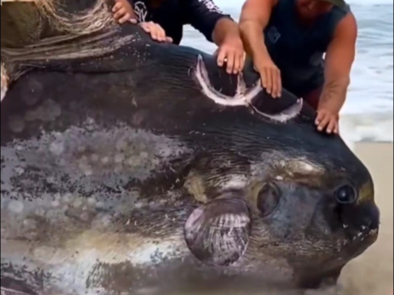 被虎鲨吃掉一半的翻车鱼冲上海岸 它还活着