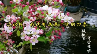 Download Video: 【穿堂惊掠琵琶声】我想买束花给你，可路口的花店没开