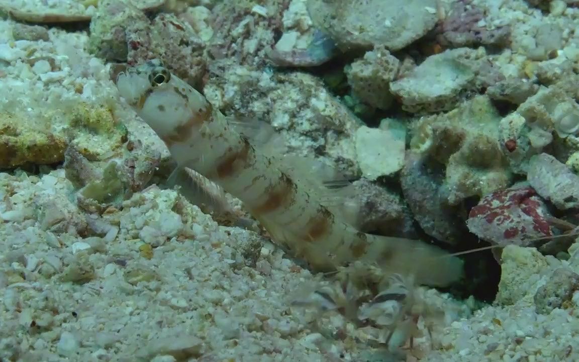 虎枪虾视力不行,请了眼神好的虾虎鱼当"监控",奇妙的合作关系