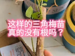 Tải video: 这样的袋苗三角梅真的是一根光杆子没有根吗？#三角梅 #扦插 #养花