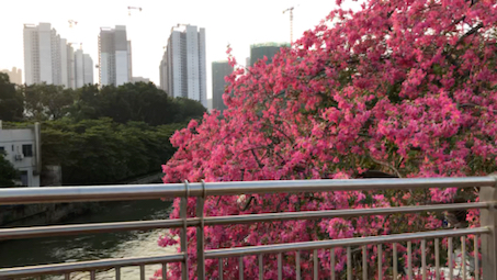 [图]拍的花树