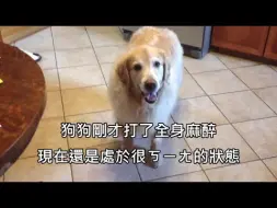 Download Video: 飼主示範如何判斷剛打完麻藥的狗狗是否還在ㄎㄧㄤ (中文字幕)