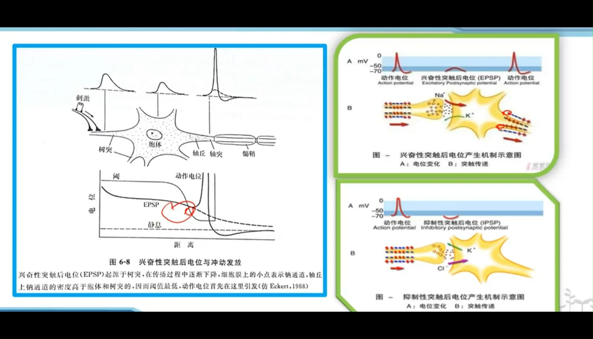 多数生物老师都搞错了,让常熟市生物教研员陈益飞告诉你《动作电位最先在哪里引发,阈值为什么会降低》哔哩哔哩bilibili