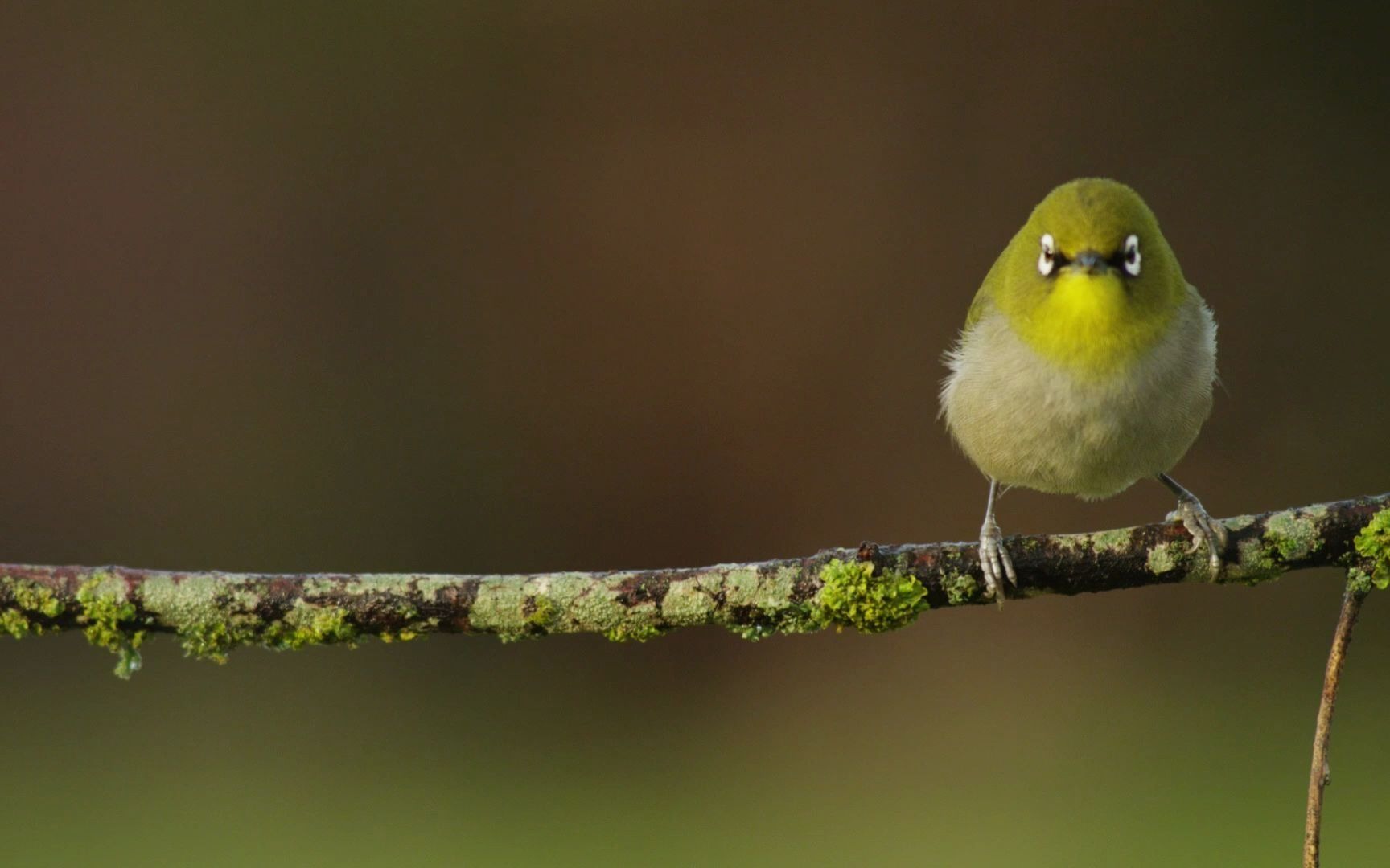 [图]A Cape white-eye perched(© Rob Hofmeyr/Mammoth HD) 必应壁纸