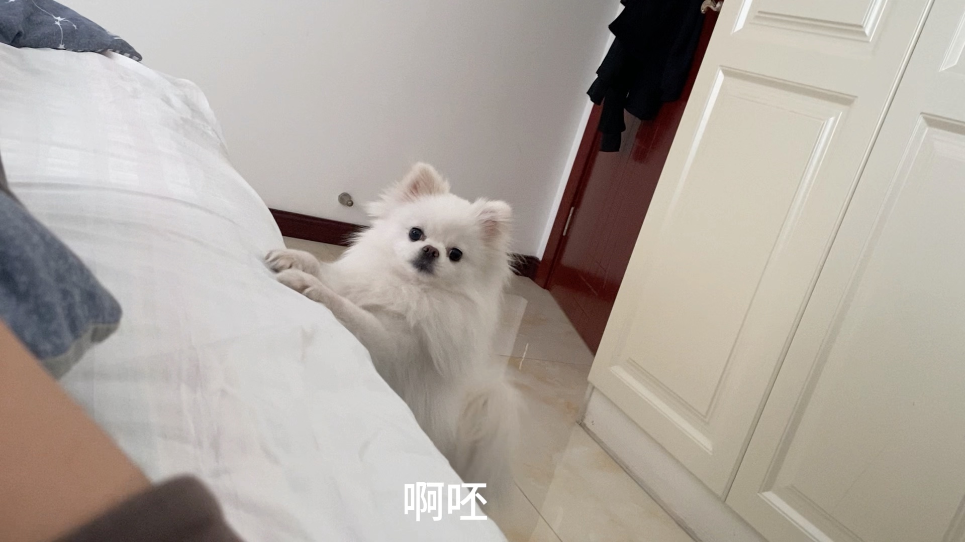 起不来的货 饿瘪了的狗