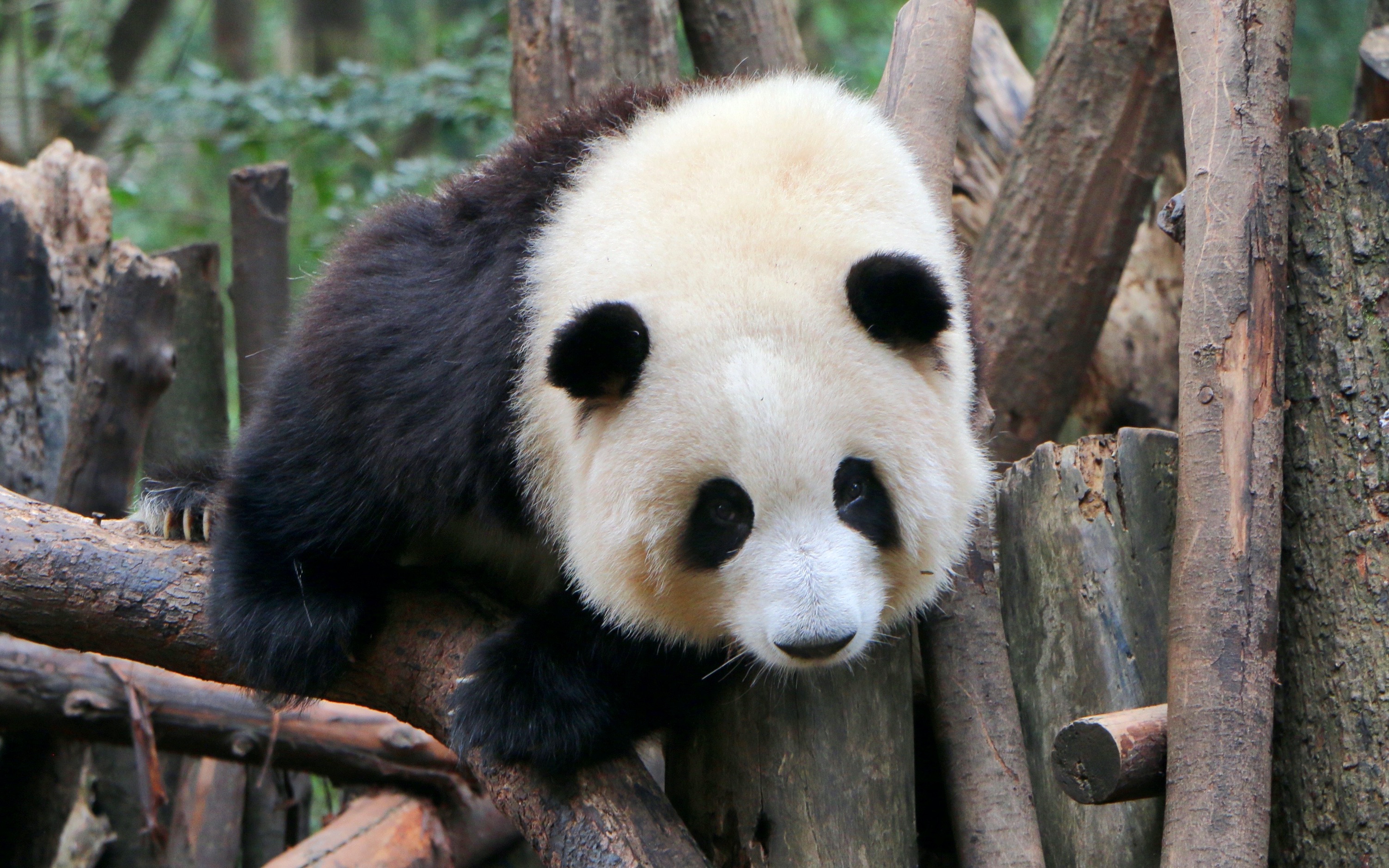 特别的日子当然要花宝宝陪伴啦,可爱的公主床花花,爱你哦宝贝