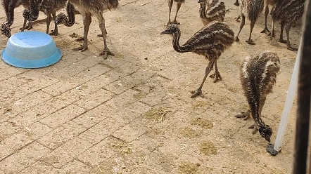 大小都有,澳洲鸵鸟苗,鸸鹋哔哩哔哩bilibili