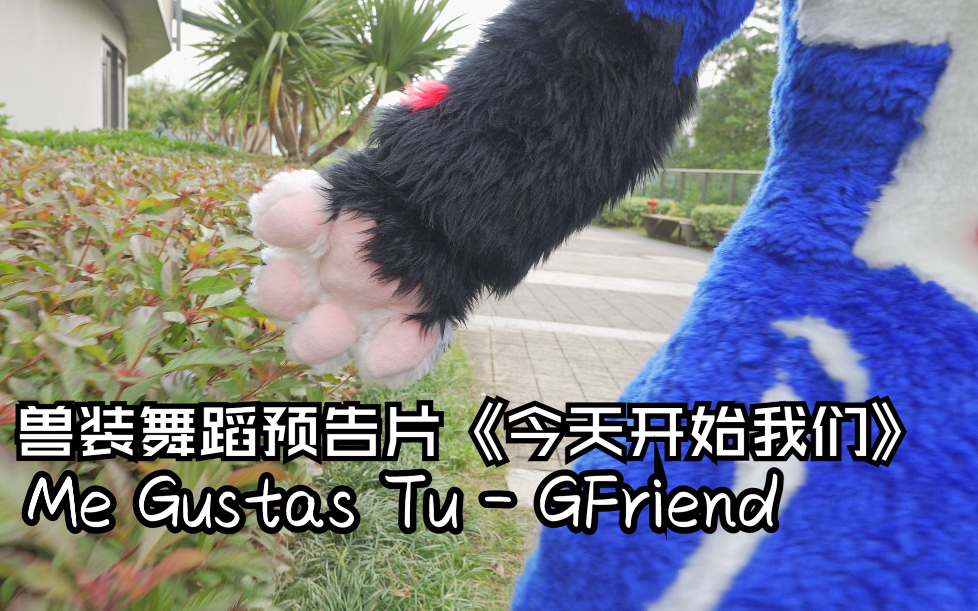 一个兽装舞蹈预告片《今天开始我们(me gustas tu gfriend【furs