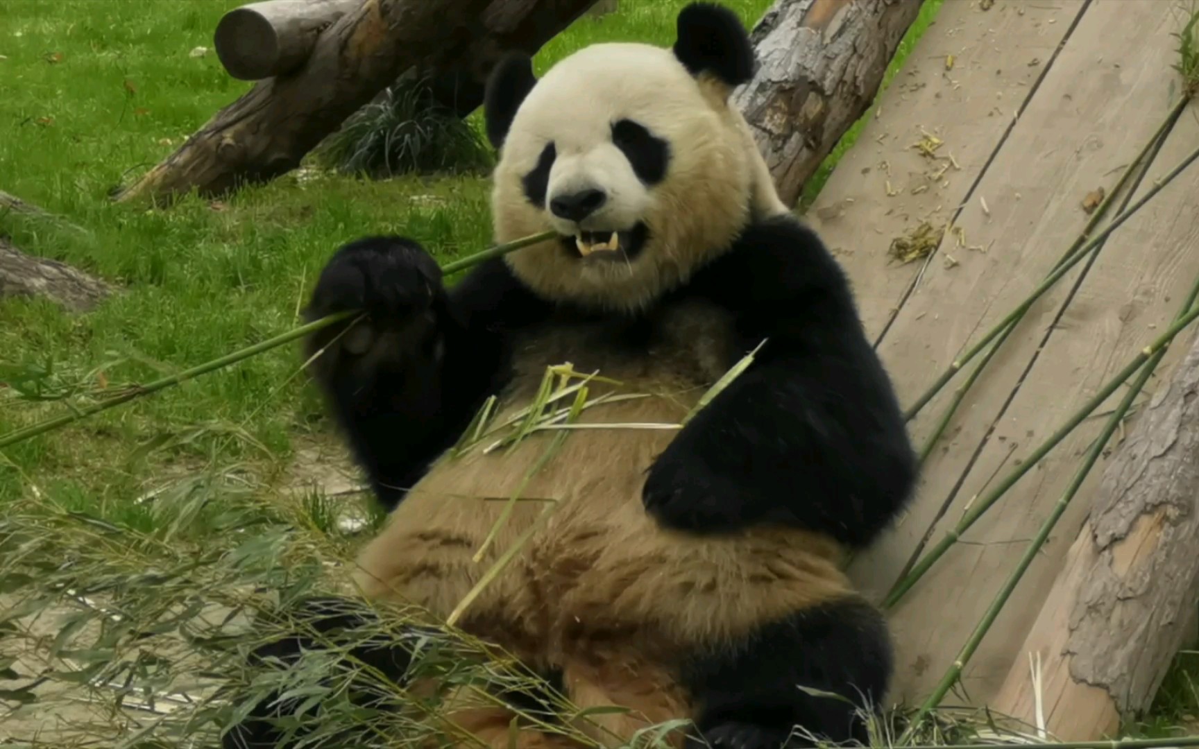 【大熊猫雪宝】弱弱地问一句,大头 你的头怎么这么大98