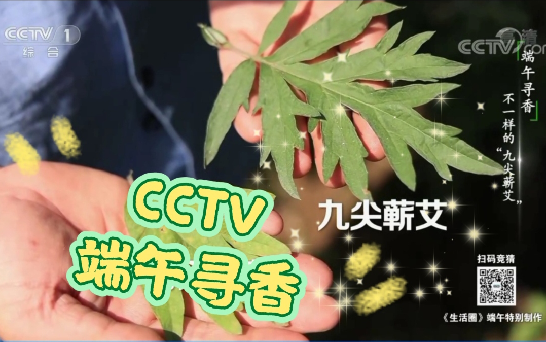 [图]CCTV《生活圈》《端午寻香，不一样的“九尖蕲艾”》完整版来啦