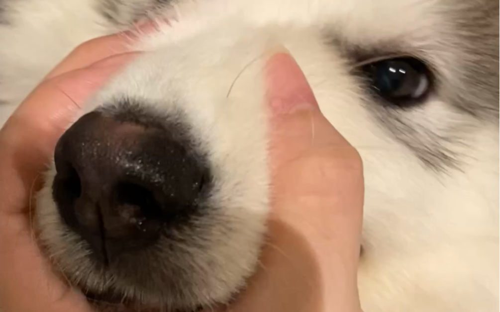 咬坏拖鞋后倔强的小眼神04