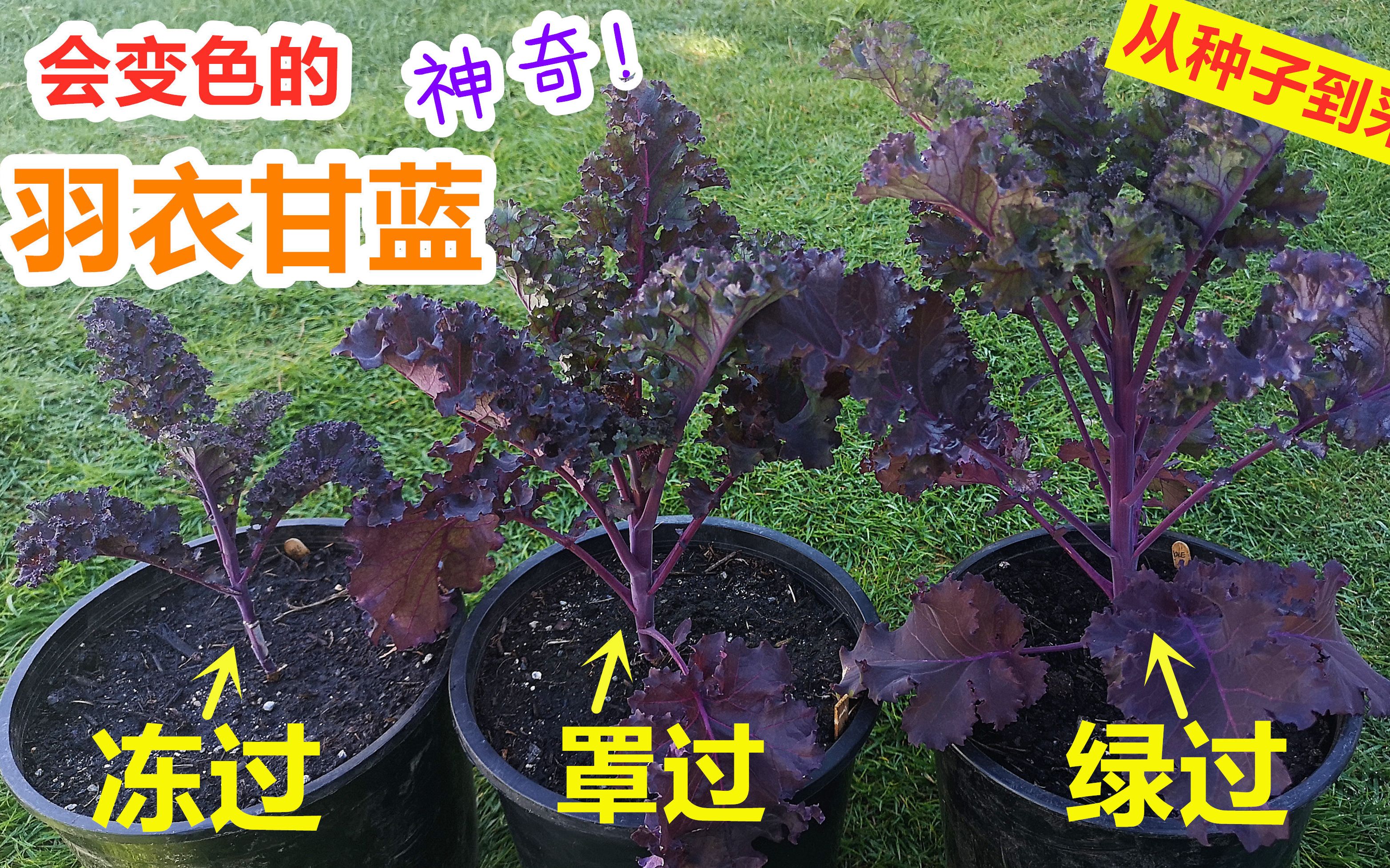 对比3颗不同生长环境的羽衣甘蓝, 从种子到收获