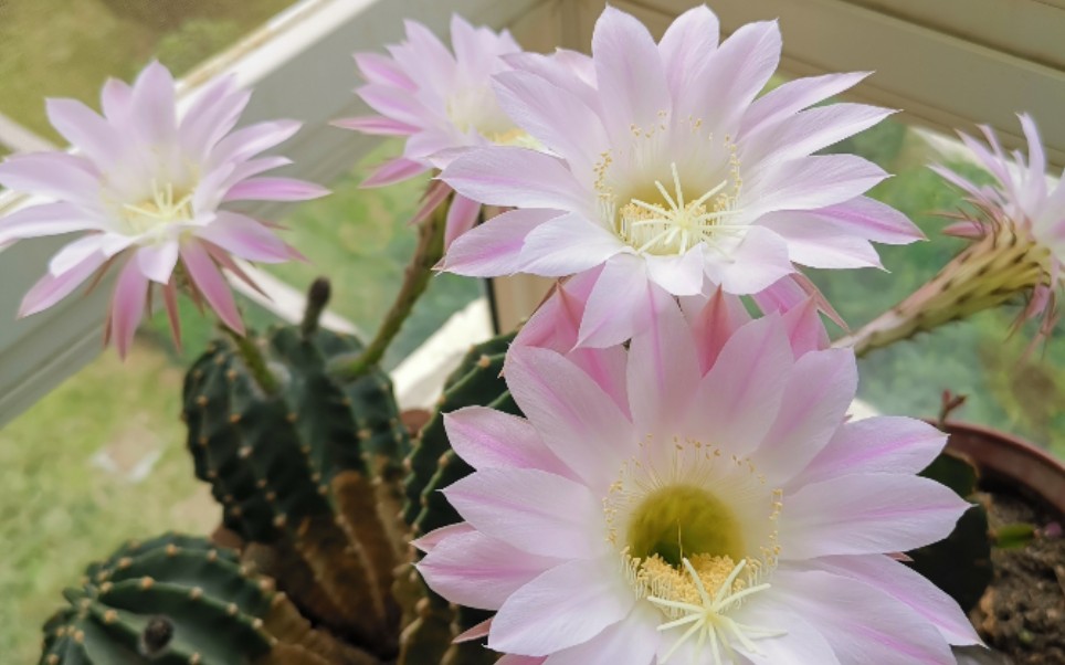 【仙人球】【多肉】今天是奶奶养了多年的粉草开花了,好多大花花_哔哩