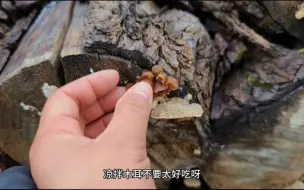 Descargar video: 妹子开三轮车自驾游一心想在云南采蘑菇，总算看到了木耳采还是不