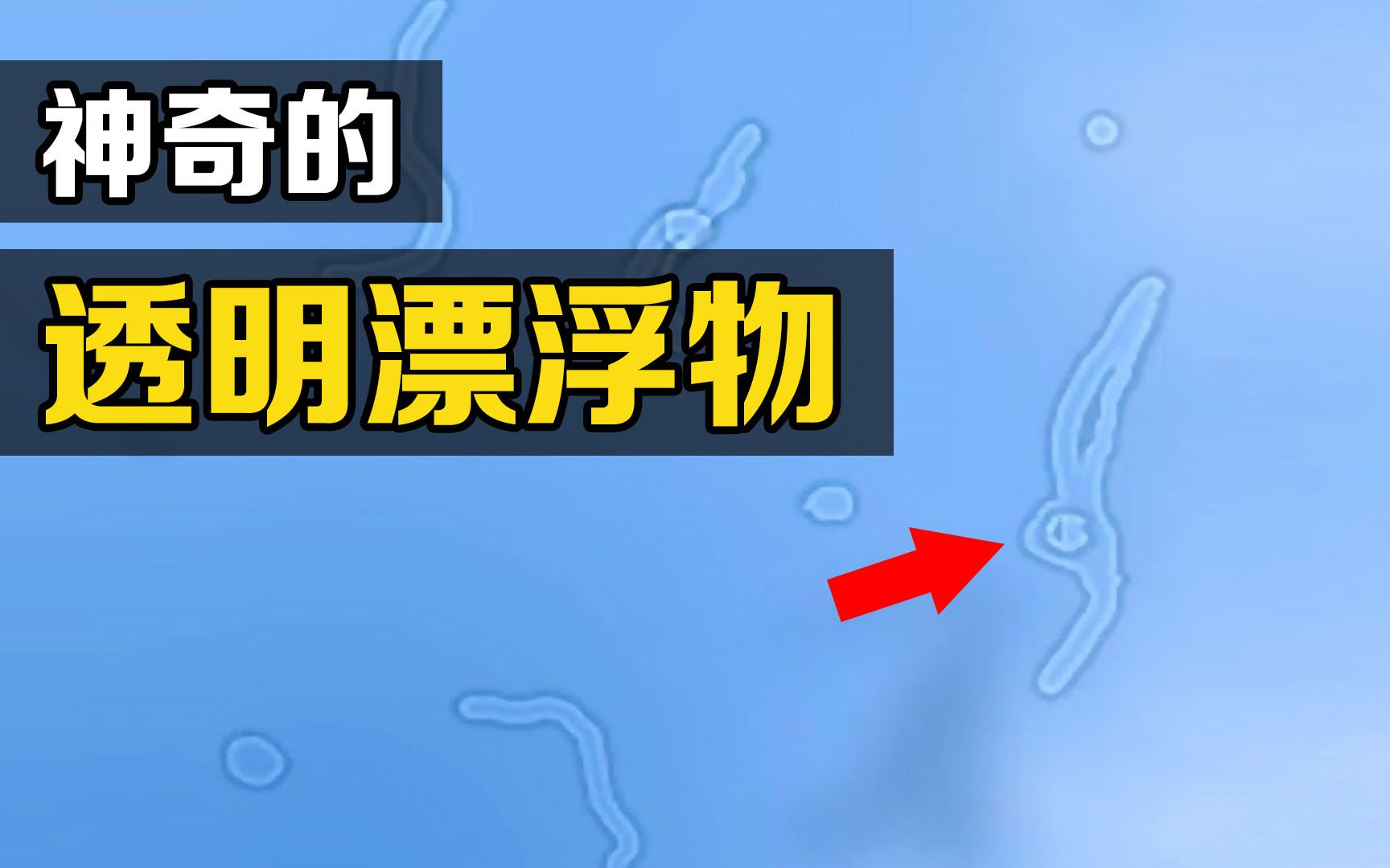 发呆时看到的“透明小虫”是什么?为什么它的肚子有时会发光?哔哩哔哩bilibili