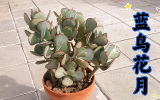 風鳥花月 搜索结果 哔哩哔哩 Bilibili