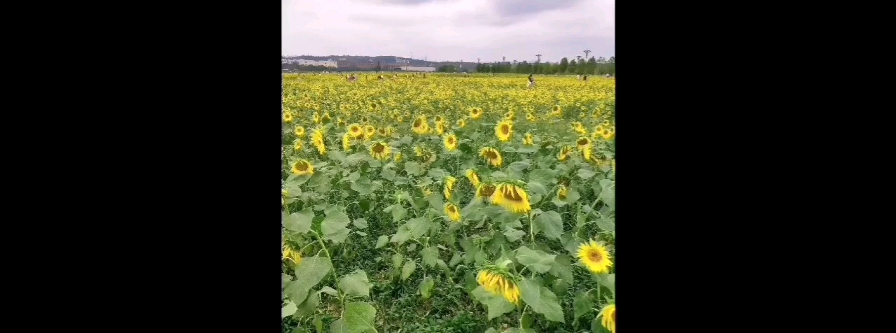 天佑中国!天佑重庆!哔哩哔哩bilibili