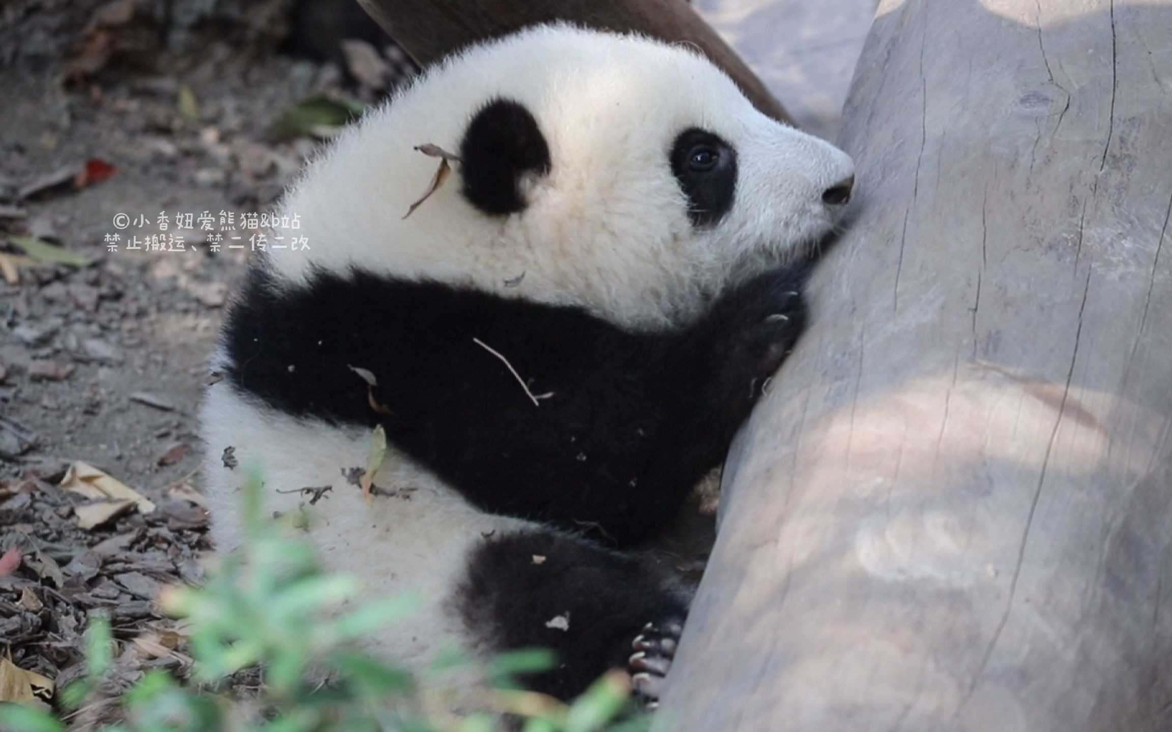 【大熊猫和花】永动机和花花,充电一小时,待机八小时