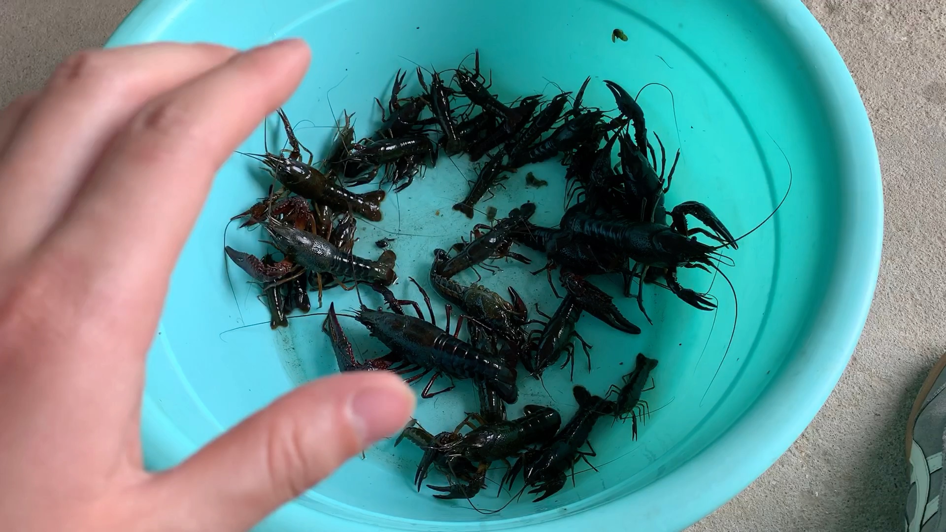 活动  野生小龙虾 抓小龙虾 外婆的地笼 黑的深沉 比养殖的龙虾威猛多