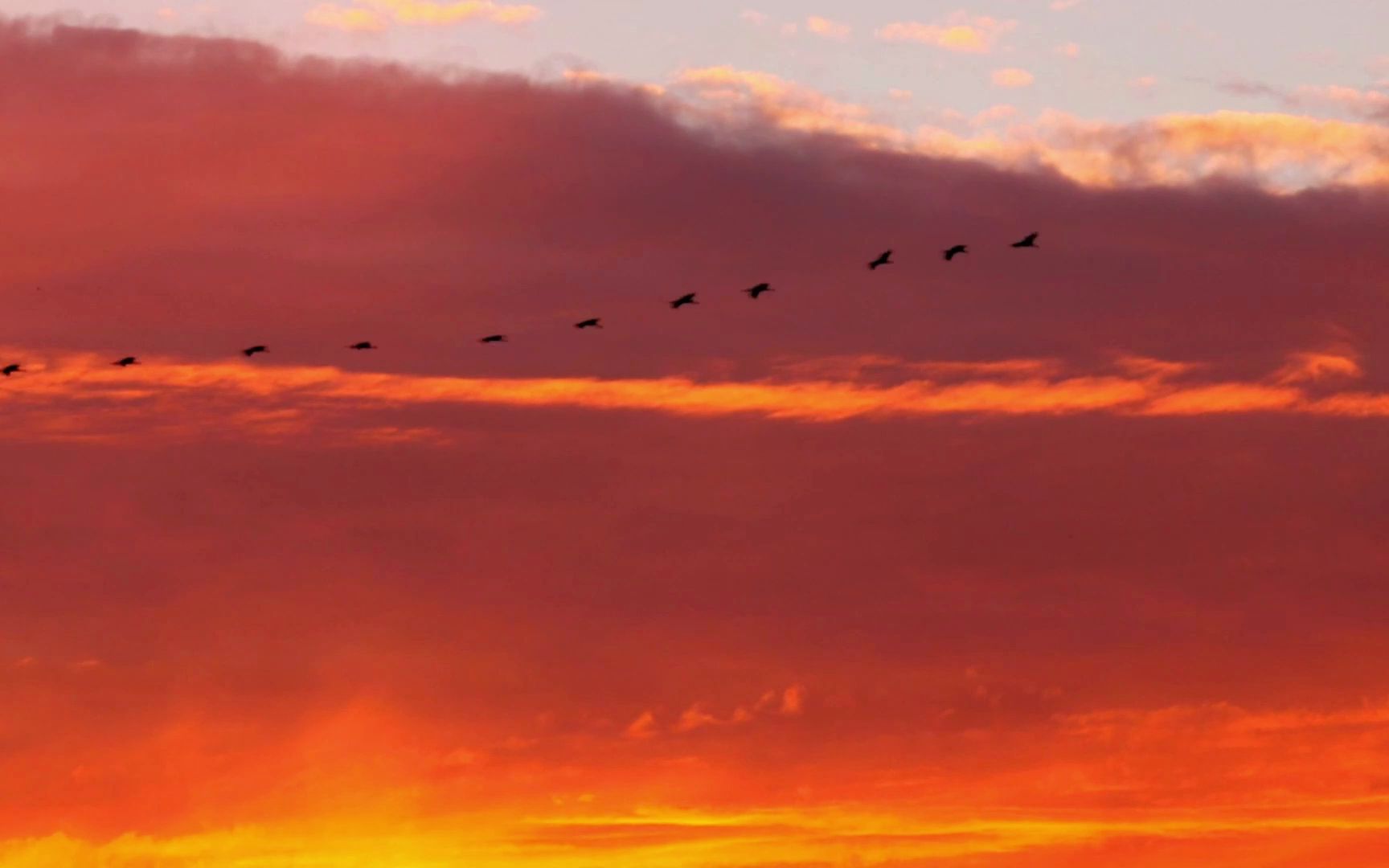 唯美夕阳天空飞鸟治愈系视频素材_哔哩哔哩_bilibili