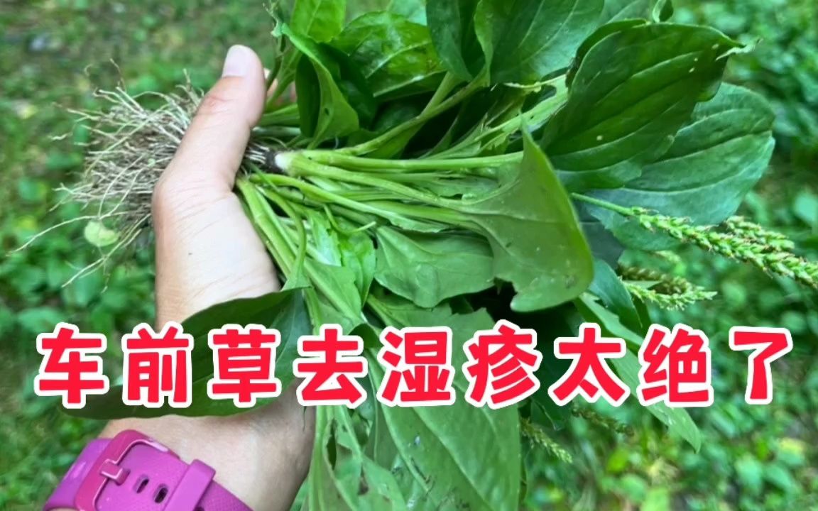 服了,车前草去湿疹真的好用!一招断根瘙痒红疹!哔哩哔哩bilibili