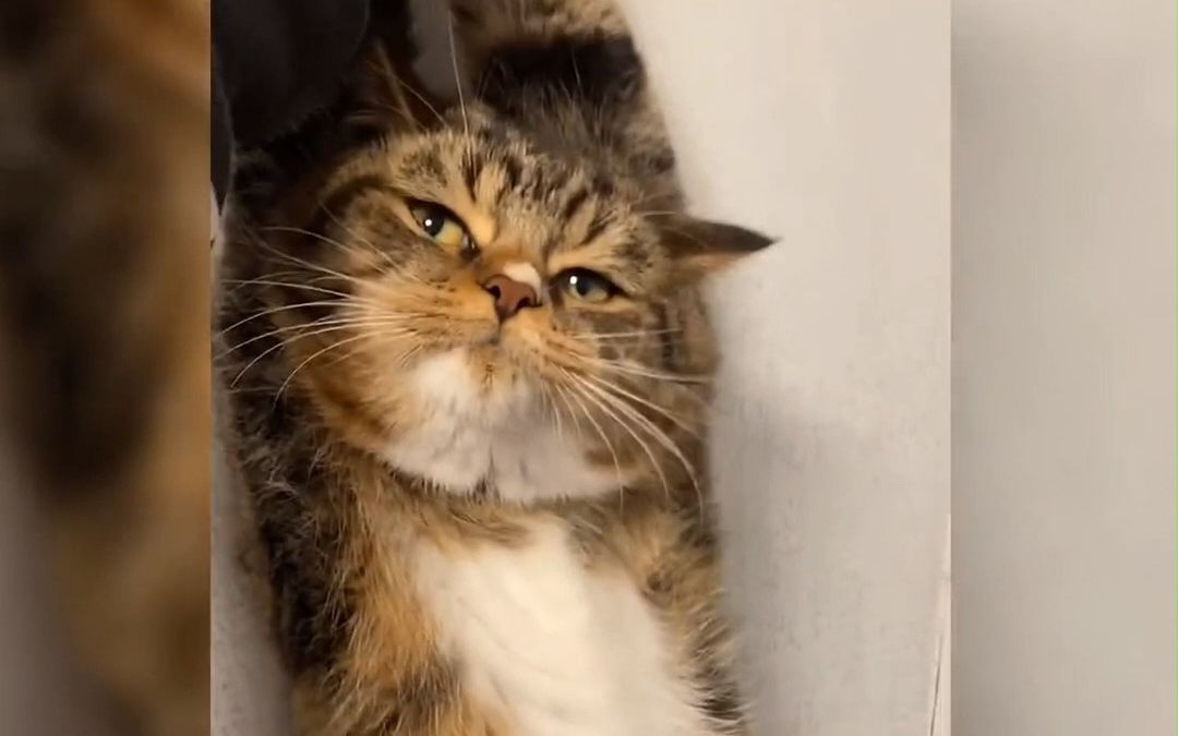 猫猫我这不叫一身反骨,叫"天身傲骨"!