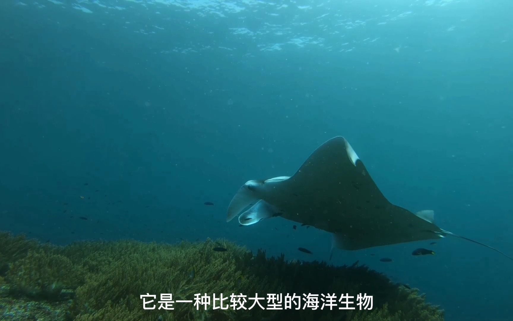 manta班达海【记录神奇生物】哔哩哔哩bilibili