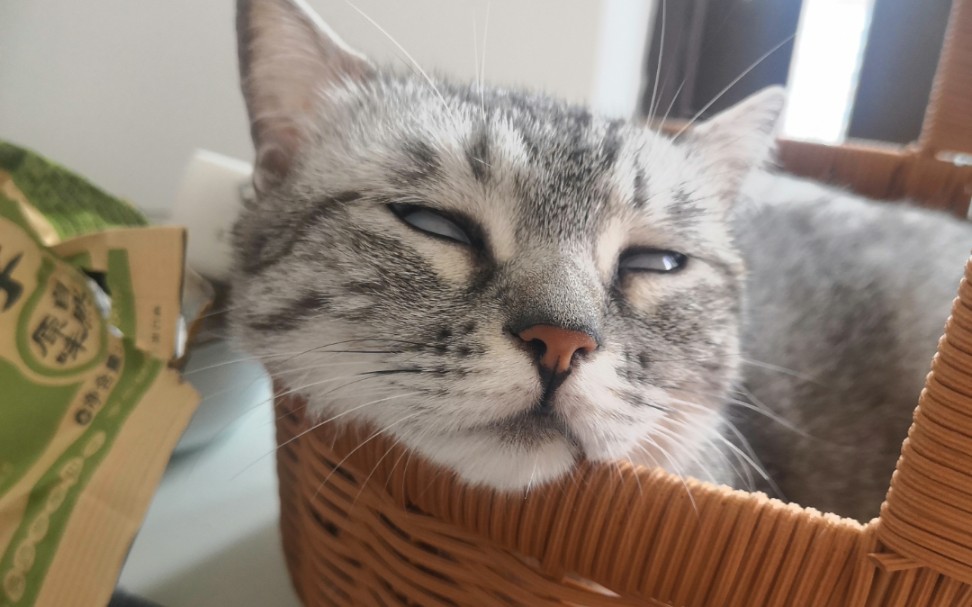 谁家小猫咪睁着眼睛睡觉啊?