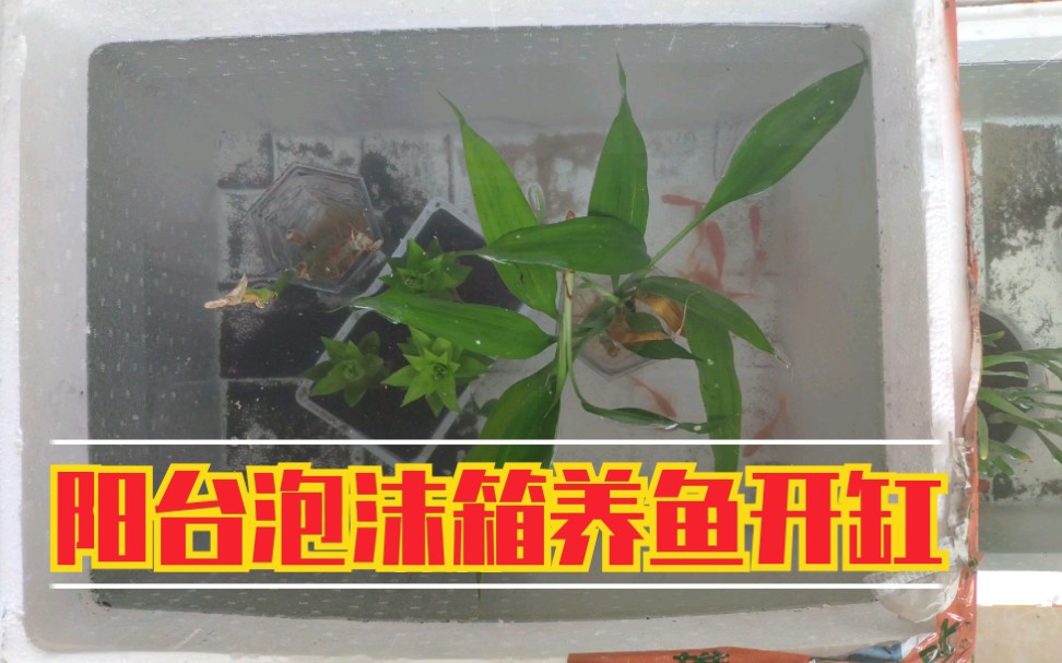 活动作品阳台泡沫箱养鱼开缸20200115