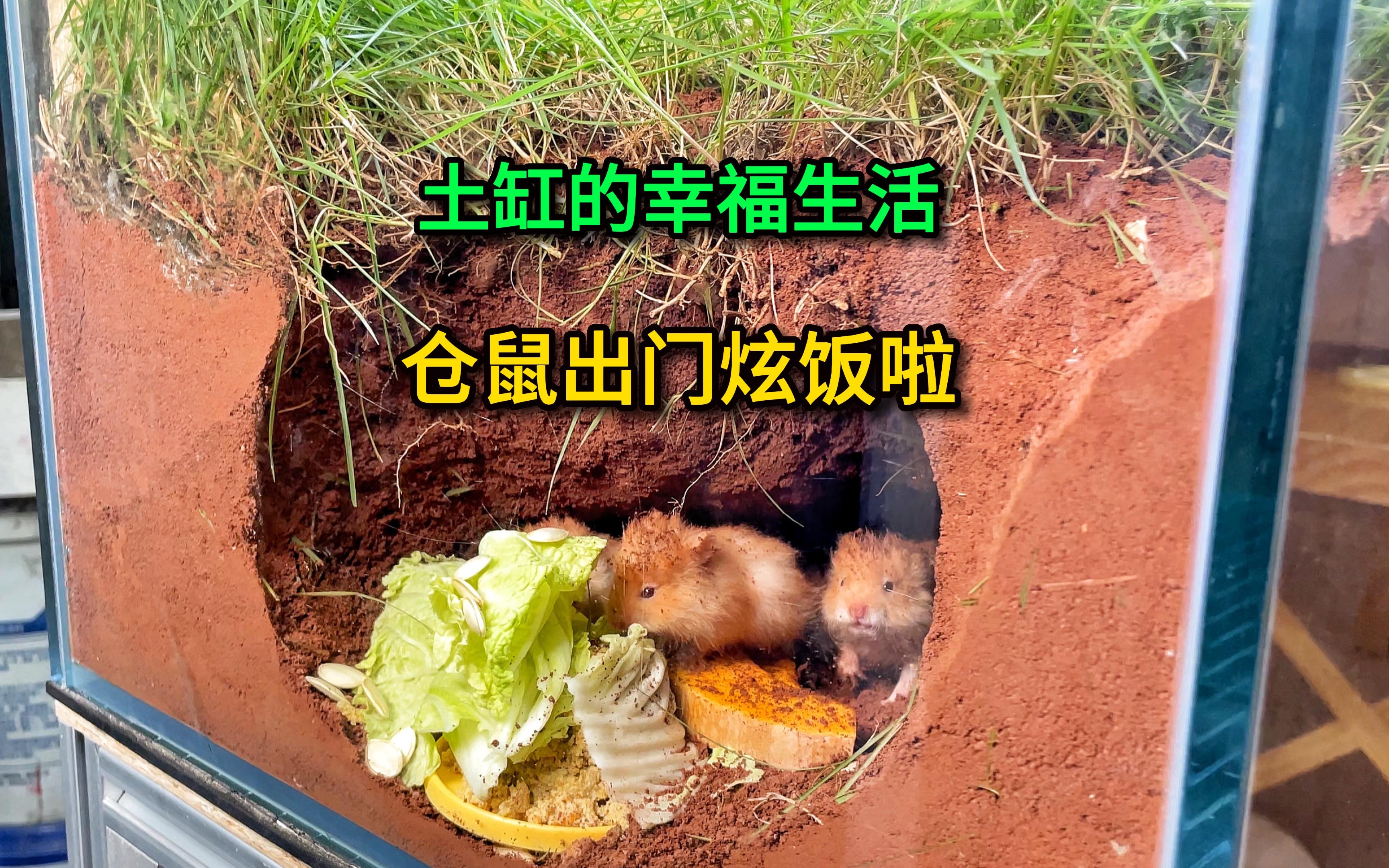 土缸仓鼠的幸福生活,今天居然主动出门炫饭,我惊呆了