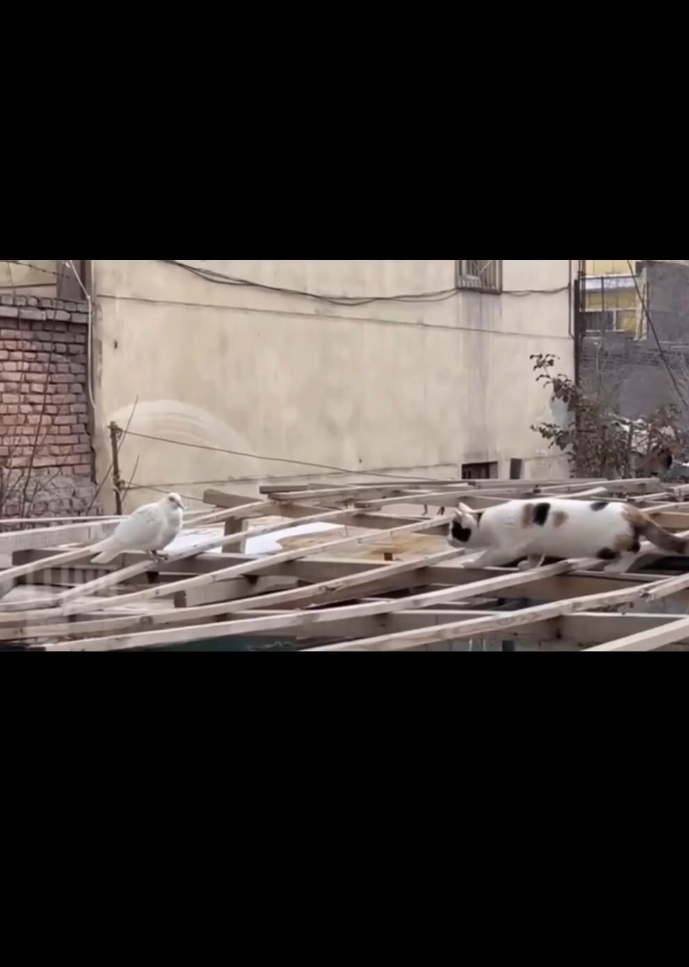 水淼aqua~原神 优菈~cosplay~写真