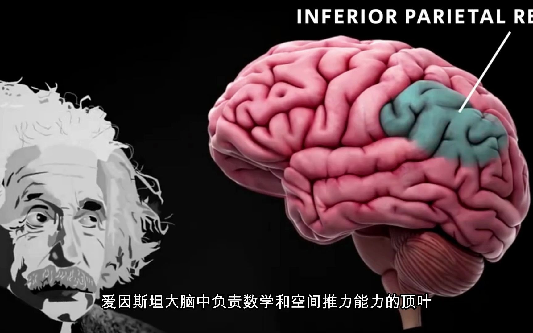 普通人的大脑仅开发了10爱因斯坦也才15事实真的如此吗