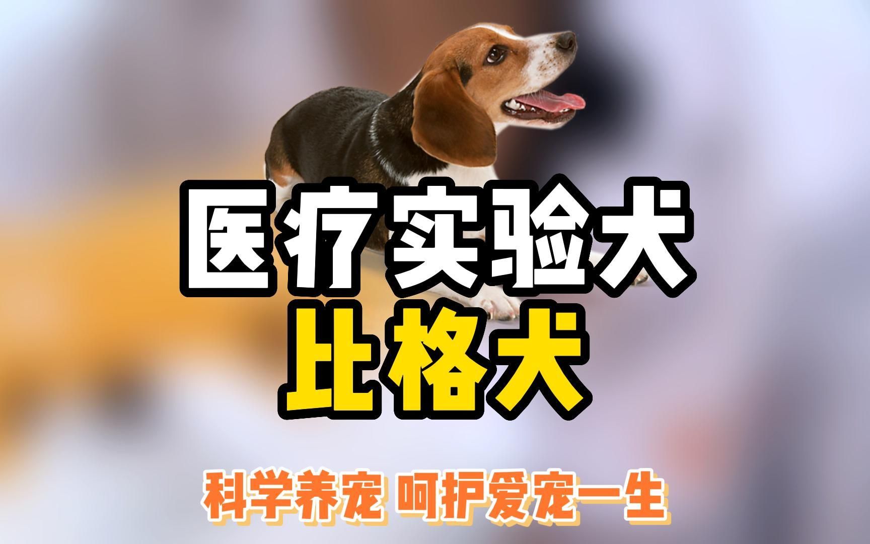 为动物医学贡献了一生的医疗实验犬比格犬哔哩哔哩bilibili