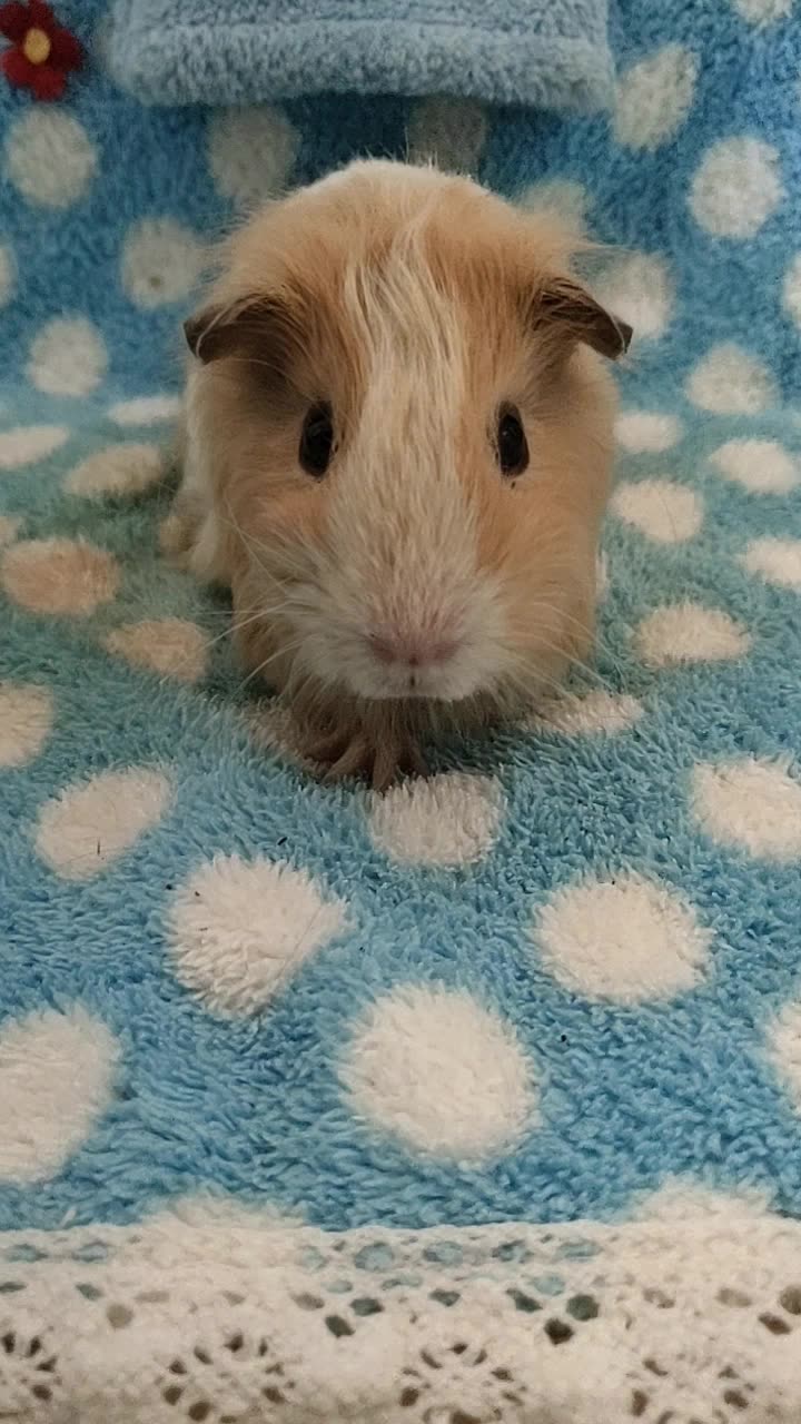 双11特惠 英种冠毛长顺奶黄加白对称脸身荷兰猪垂耳朵dd,荷兰猪豚鼠1