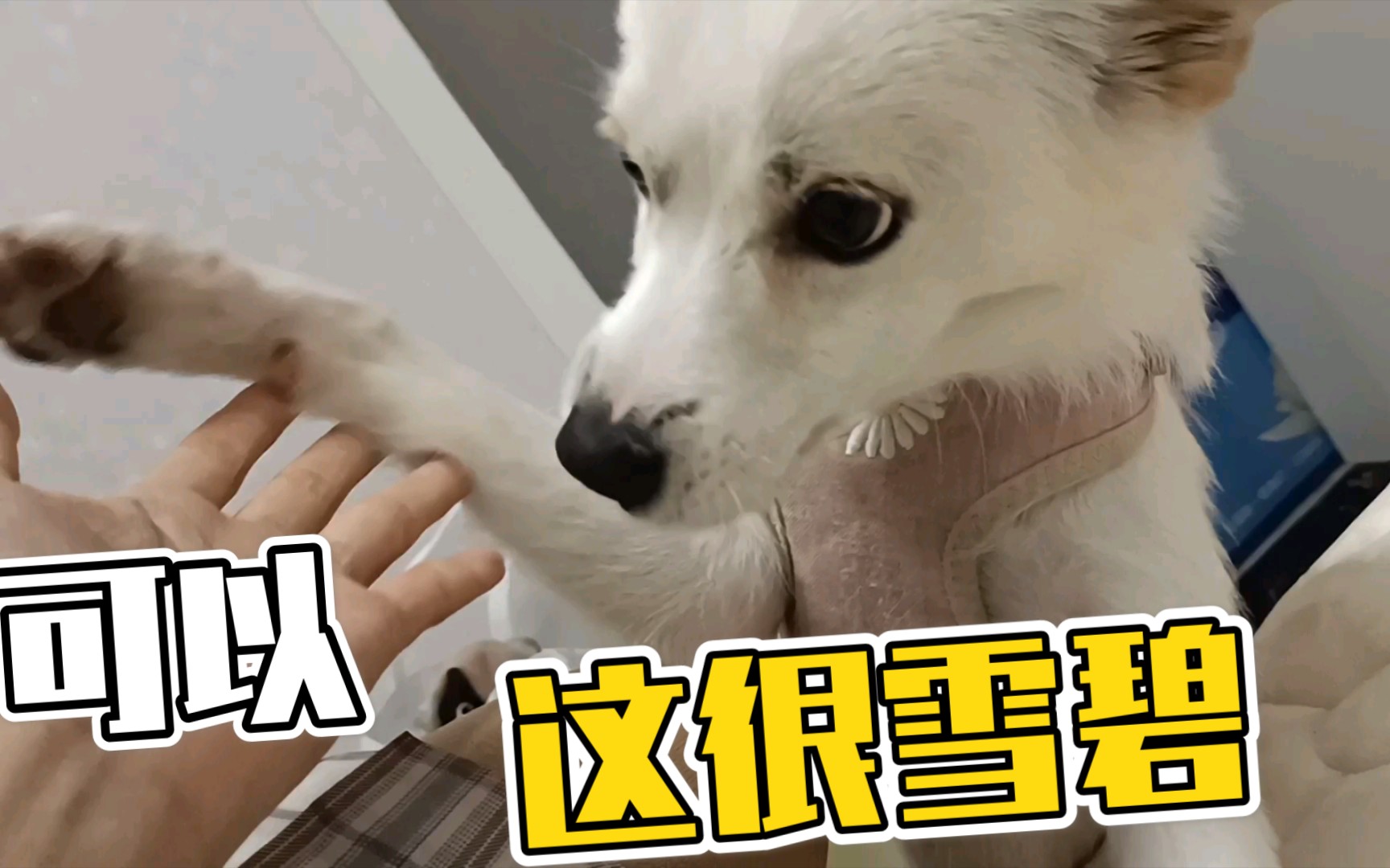 【铲屎官日常】带雪碧回家