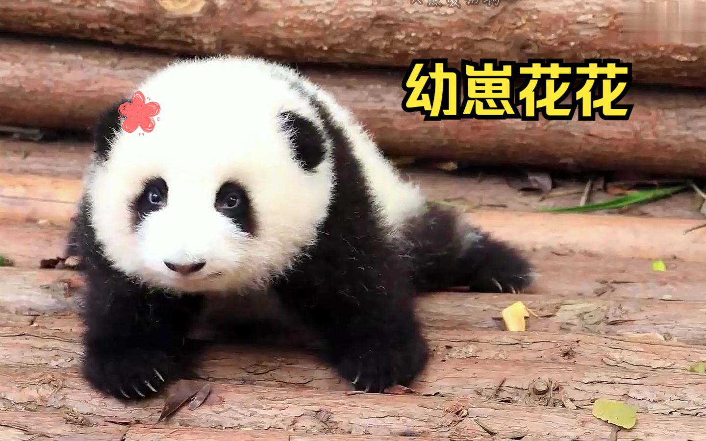 比花花还可爱的大熊猫,那当然只能是它自己小时候啦!